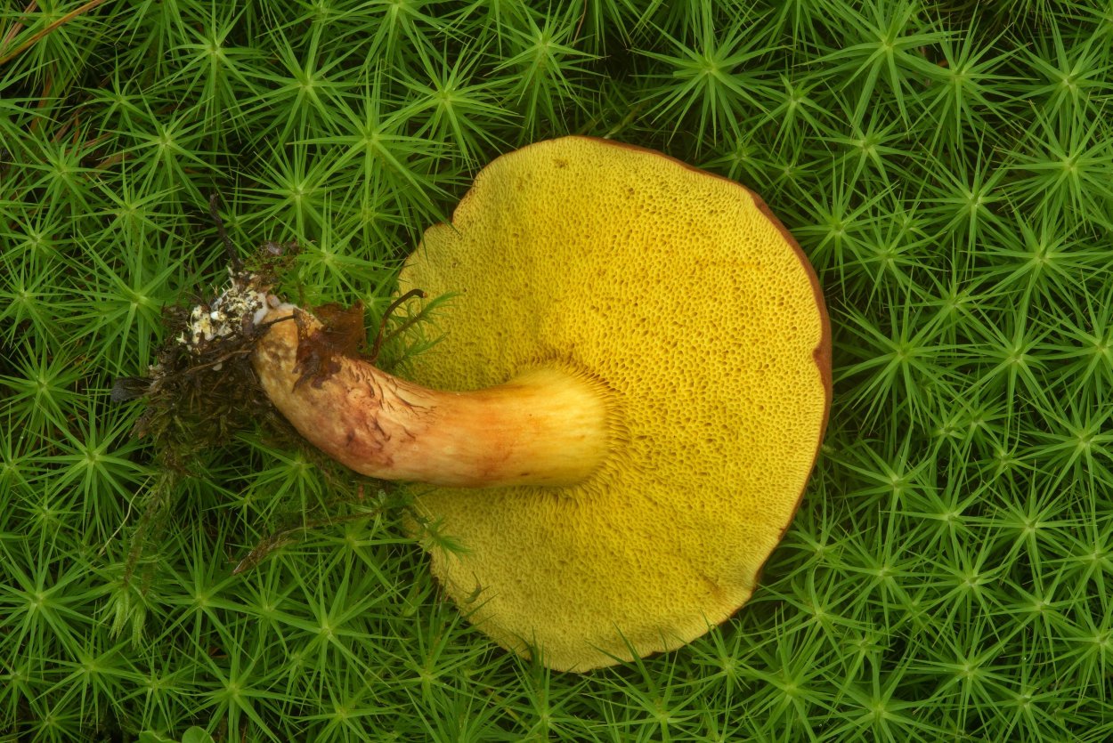 Моховик коричневый Xerocomus ferrugineus