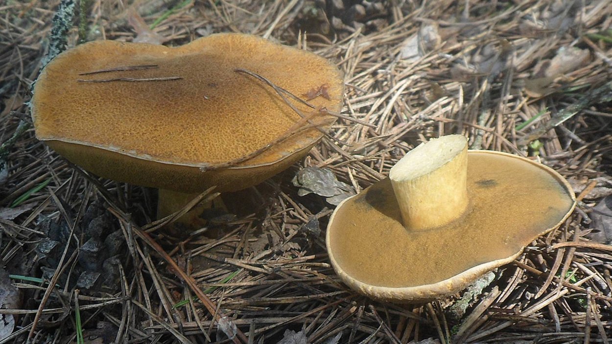 Моховик зеленый Xerocomus subtomentosus