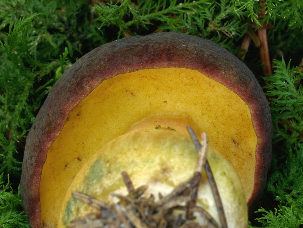 Моховик коричневый гриб