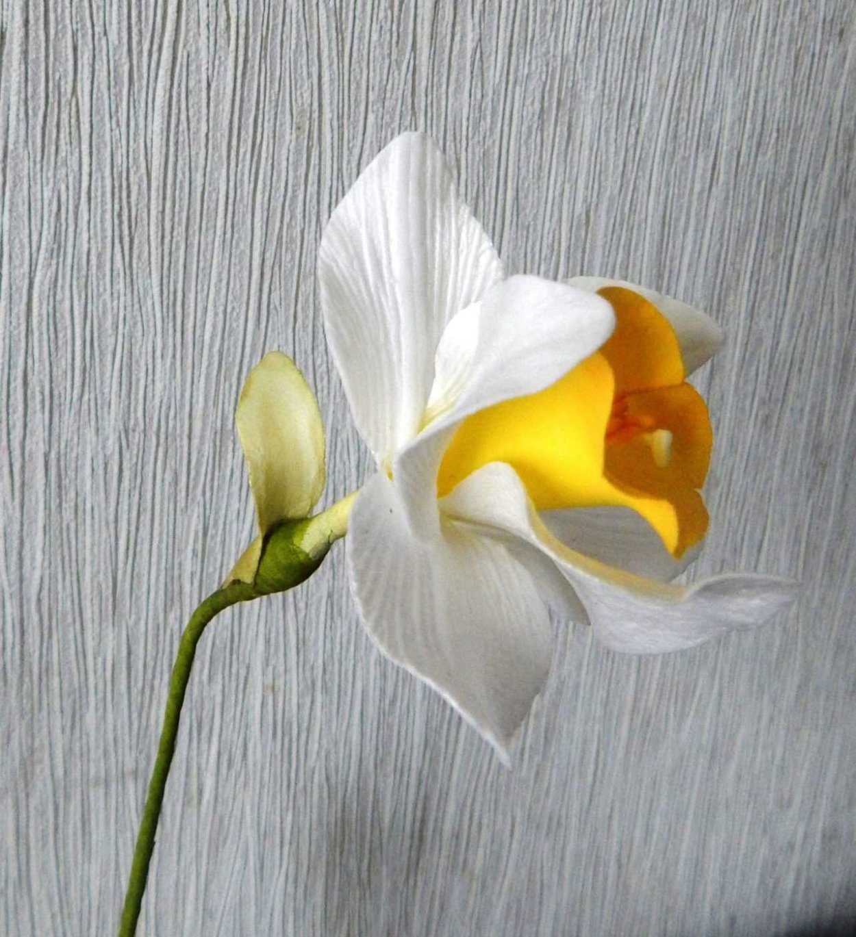 Тюльпан, Нарцисс, Подснежник