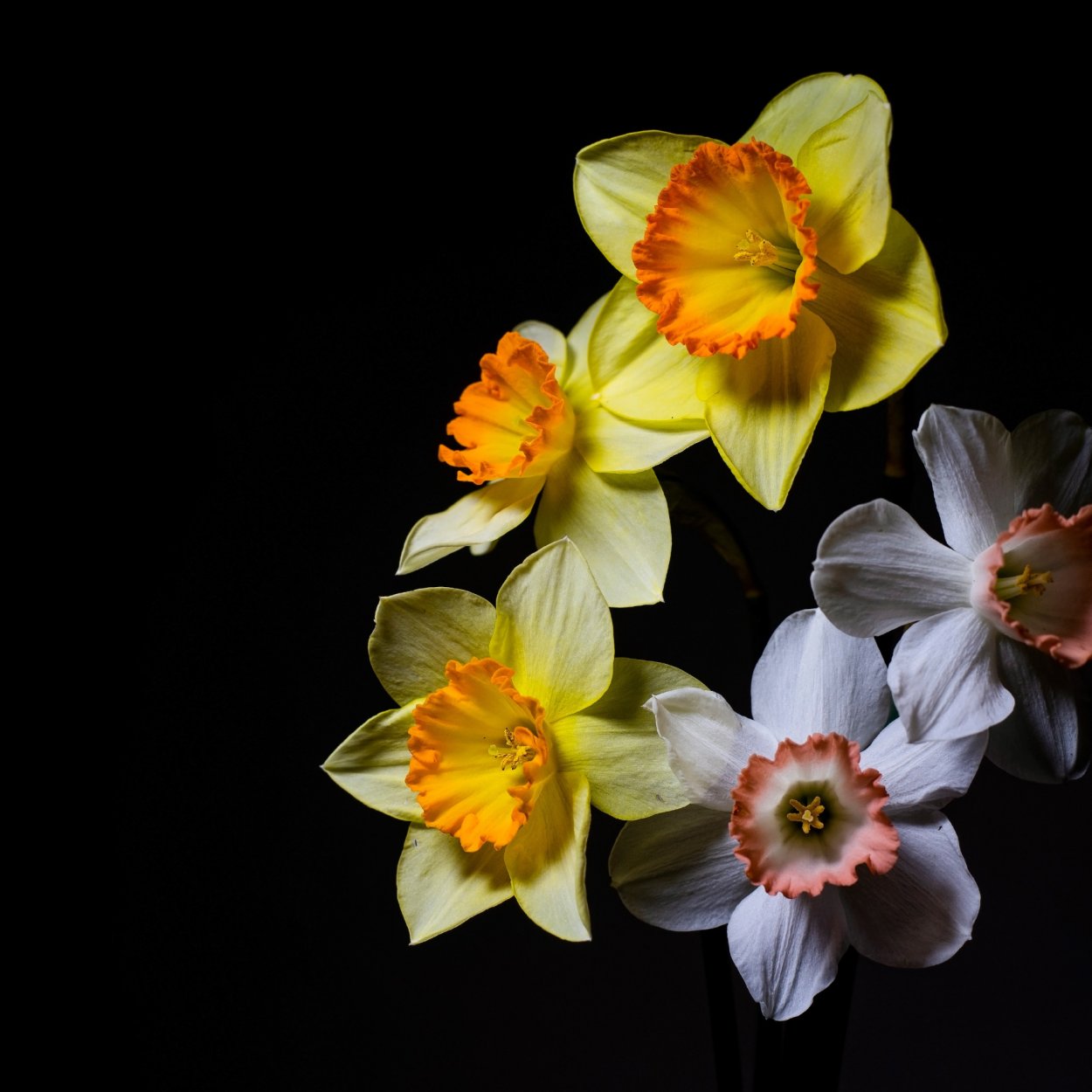 Нарциссы на черном фоне