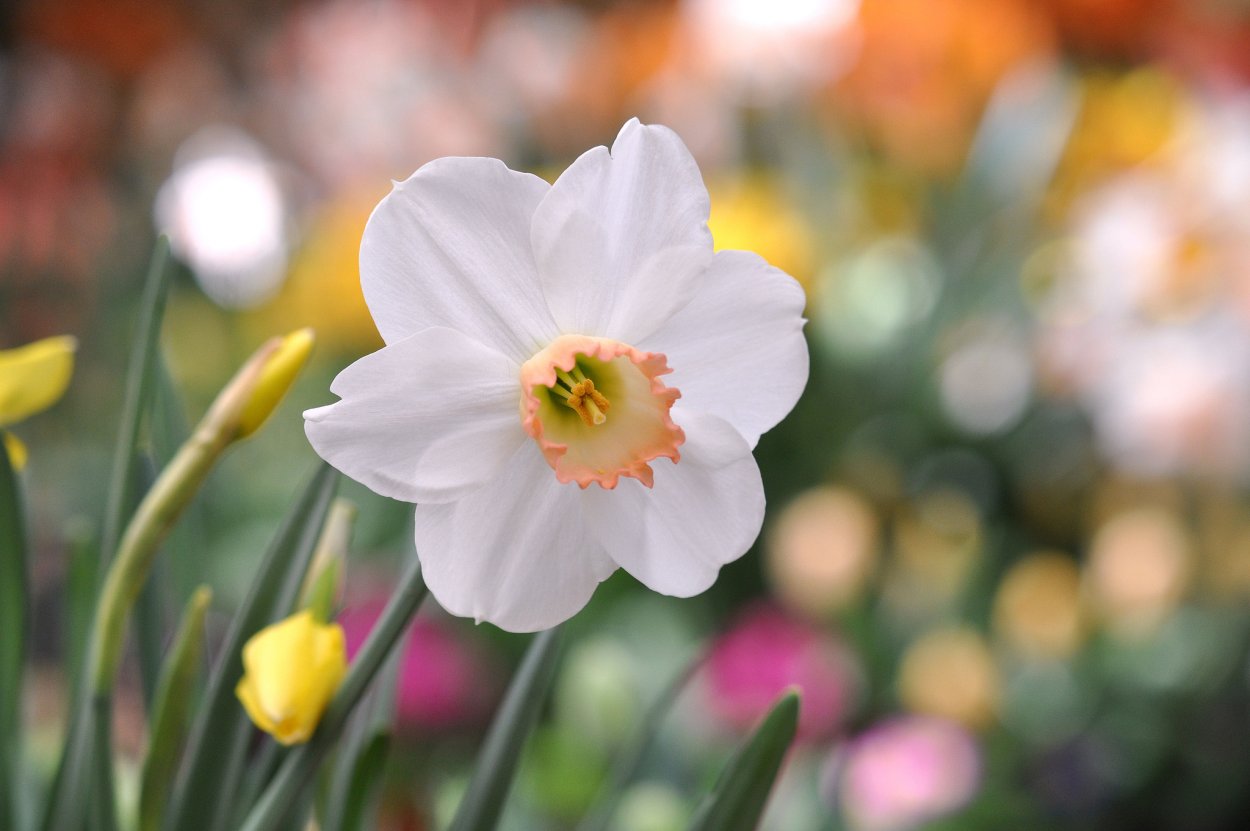 Желтый Нарцисс