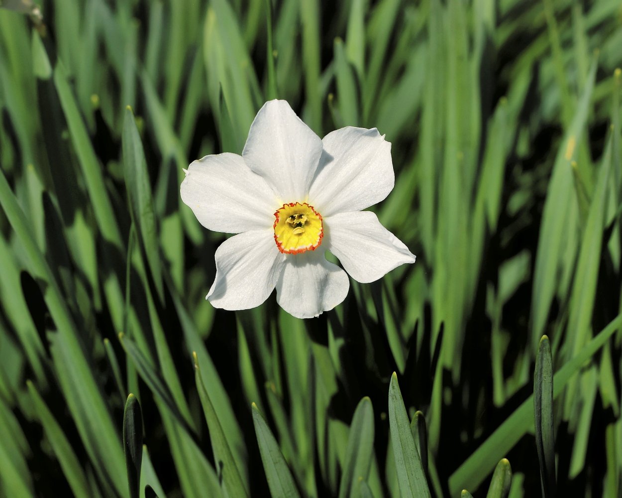 Дикие нарциссы