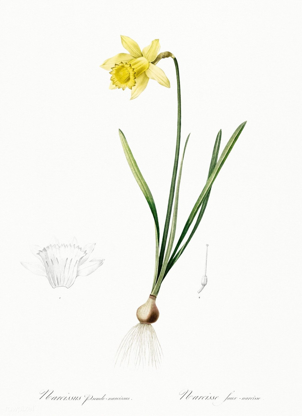 Нарцисс Ботаническая иллюстрация