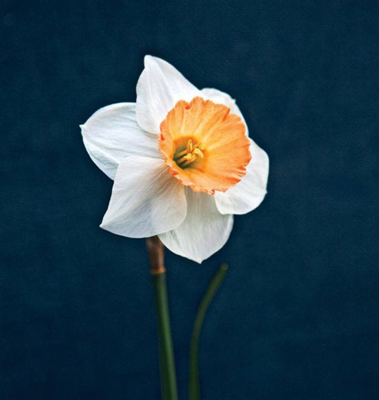 Holland Bulbs Нарцисс десижн