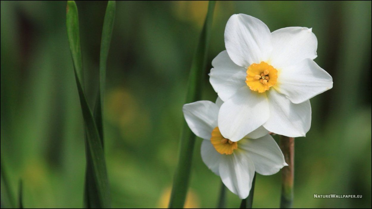 «Нарцисс и Златоцвет».Herman Gesse