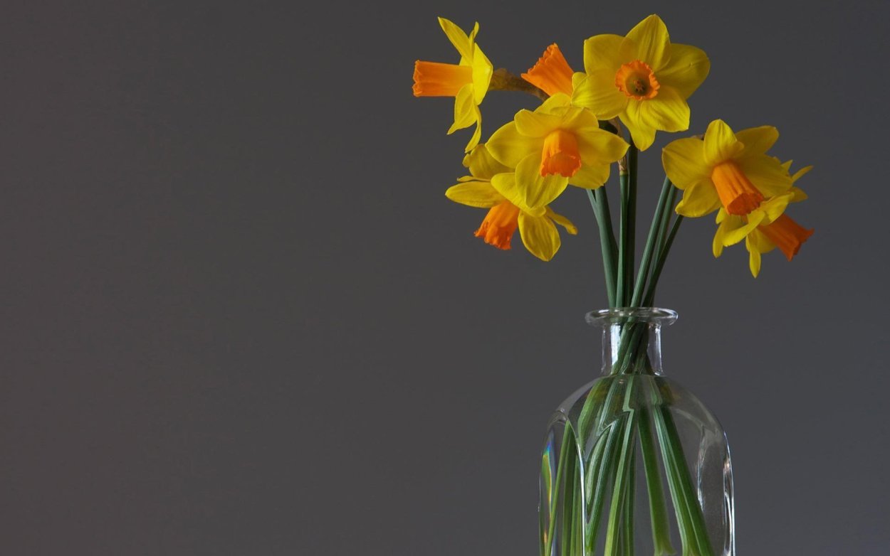 Нарцисс Фрагрант Роуз