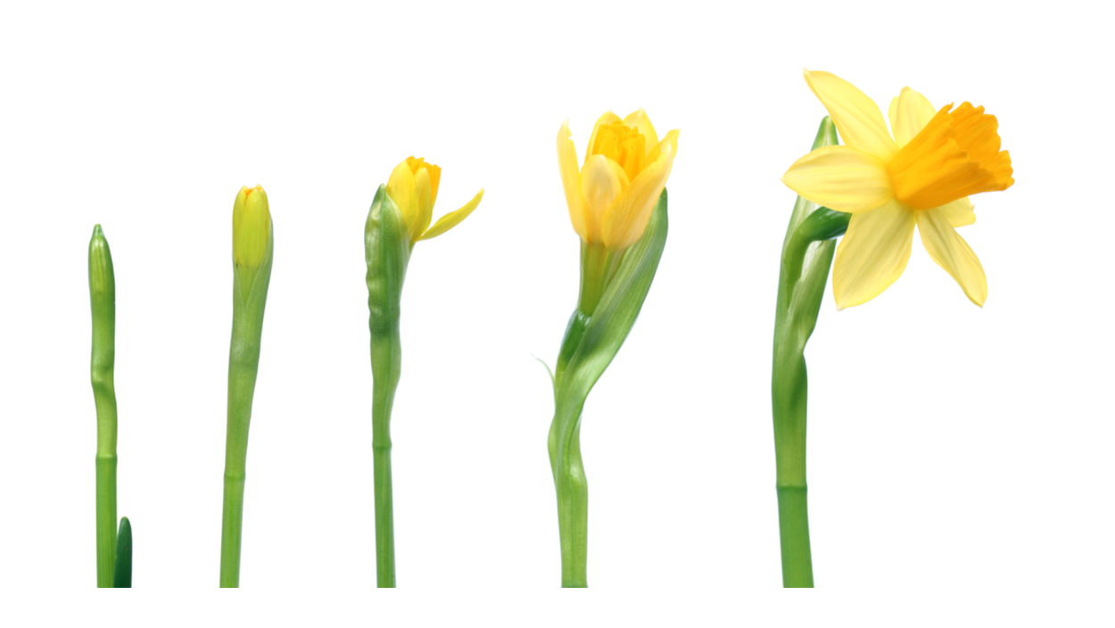 Нарцисс Суэйд