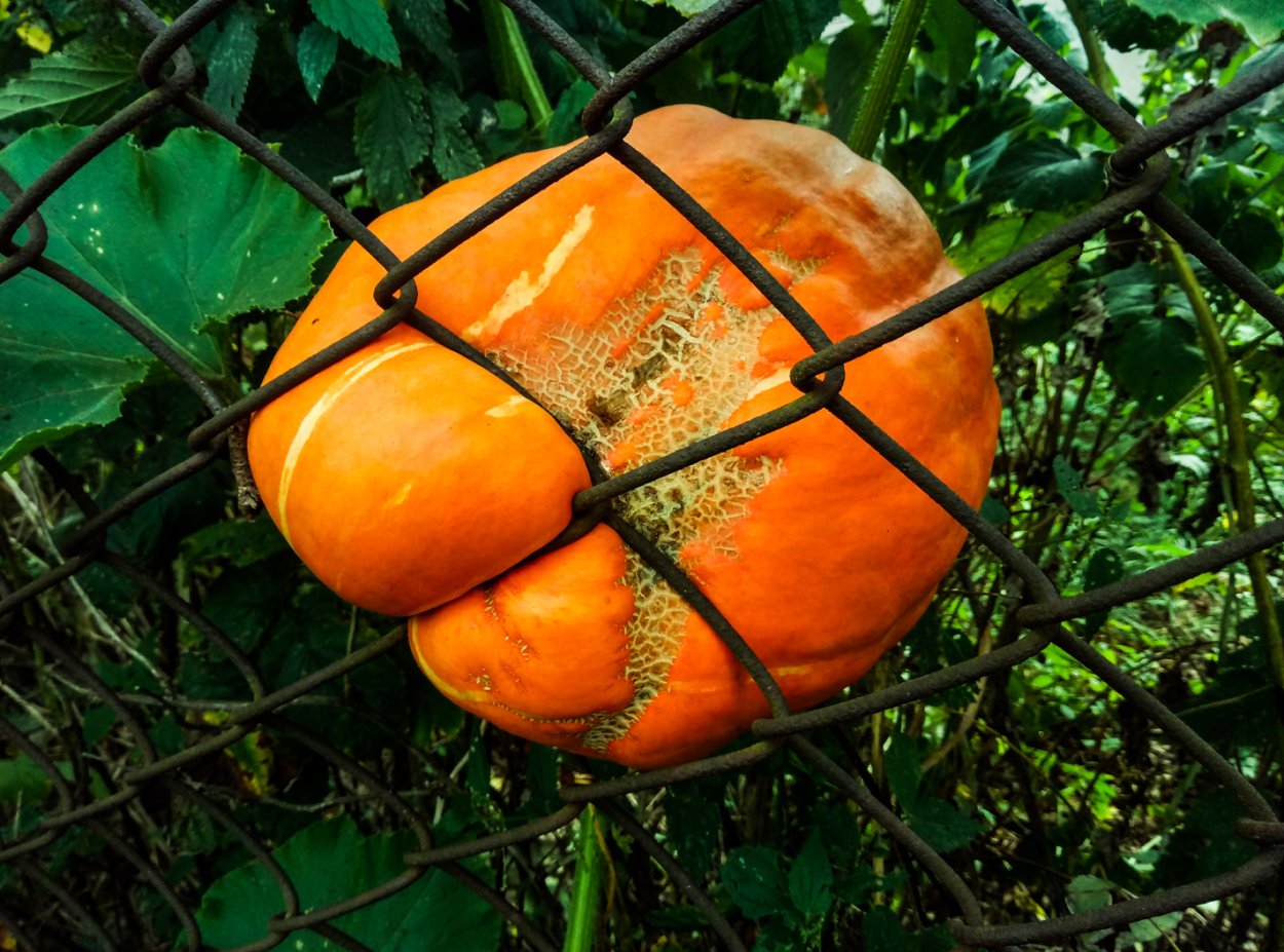 Cucurbita Pepo семена