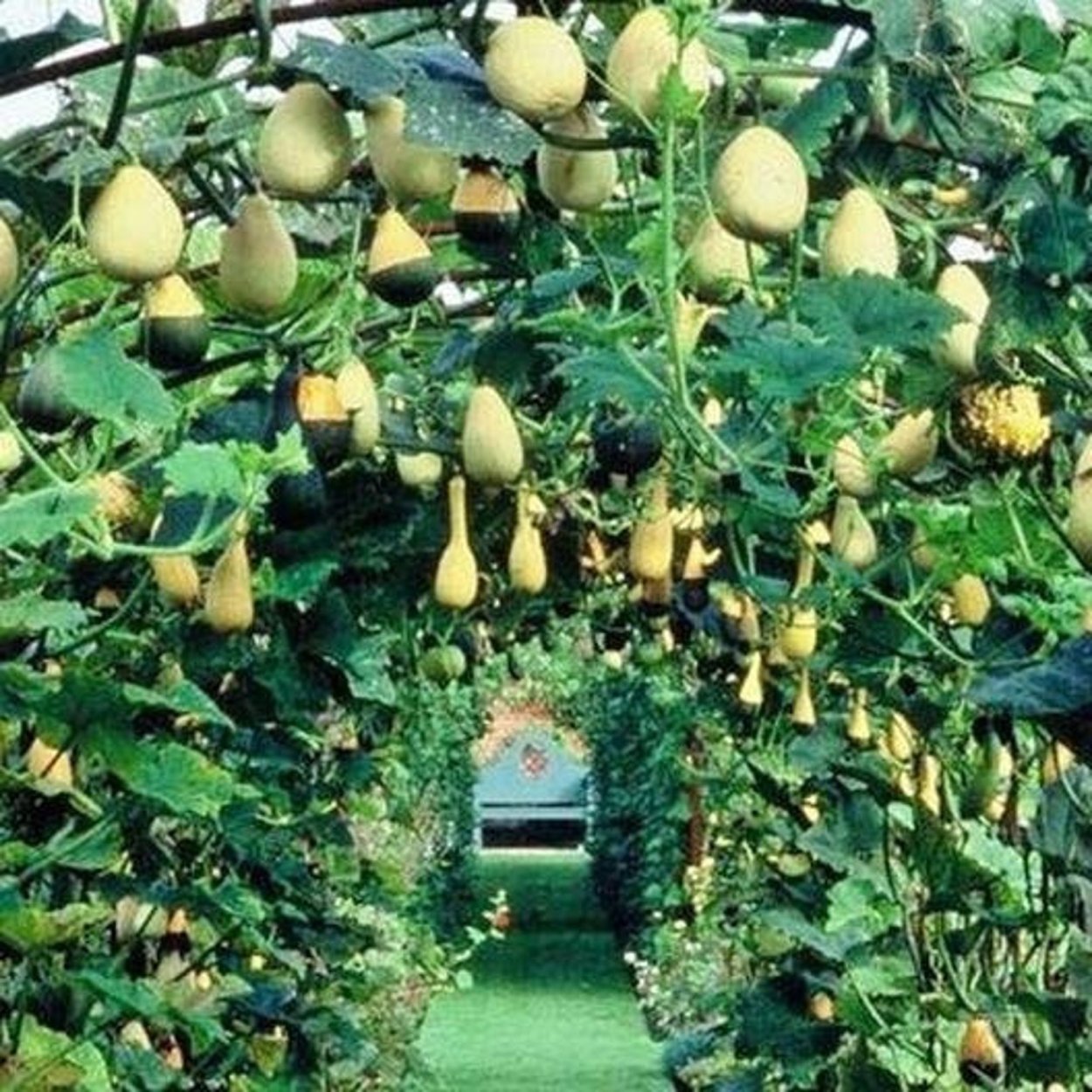 Тыква декоративная милашка СЕДЕК семена