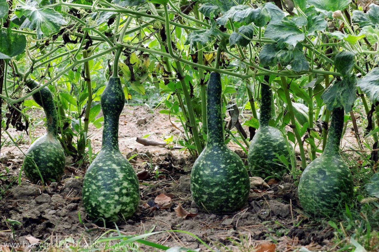 Чалмовидная тыква