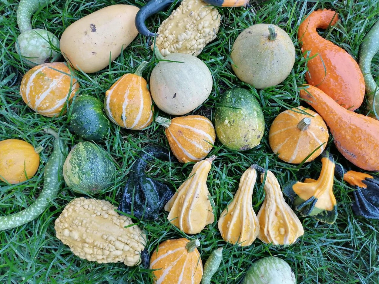 Тыква декоративная кронен Гавриш