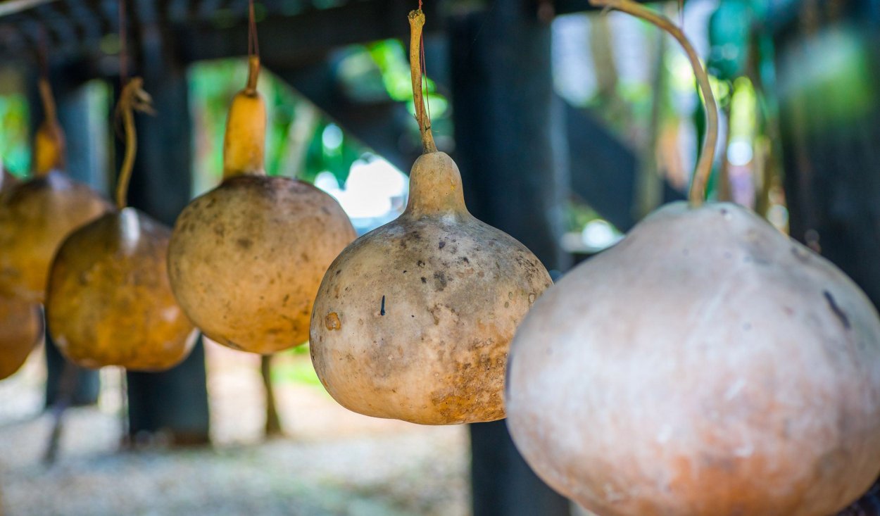 Тыква декоративная Апельсинка