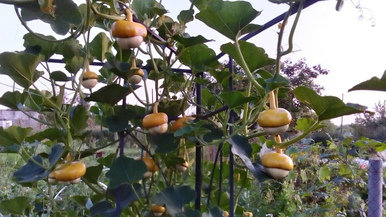 Тыква декоративная Шахрезада звезды