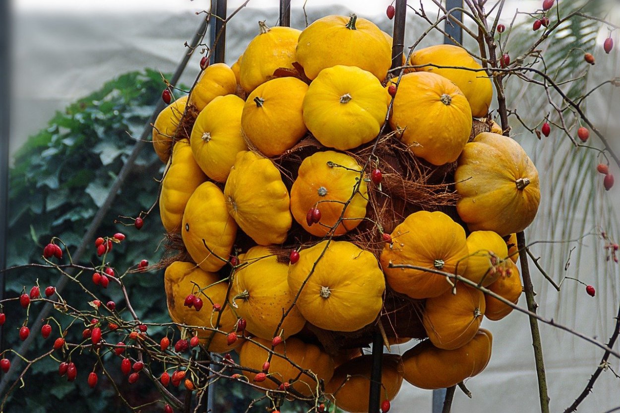 Декоративная тыква с пупырышками