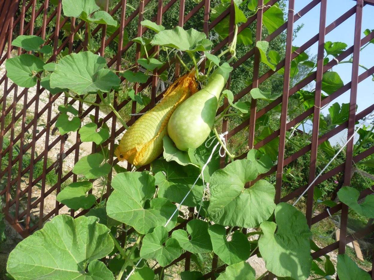 Тыква декоративная Терновый венец