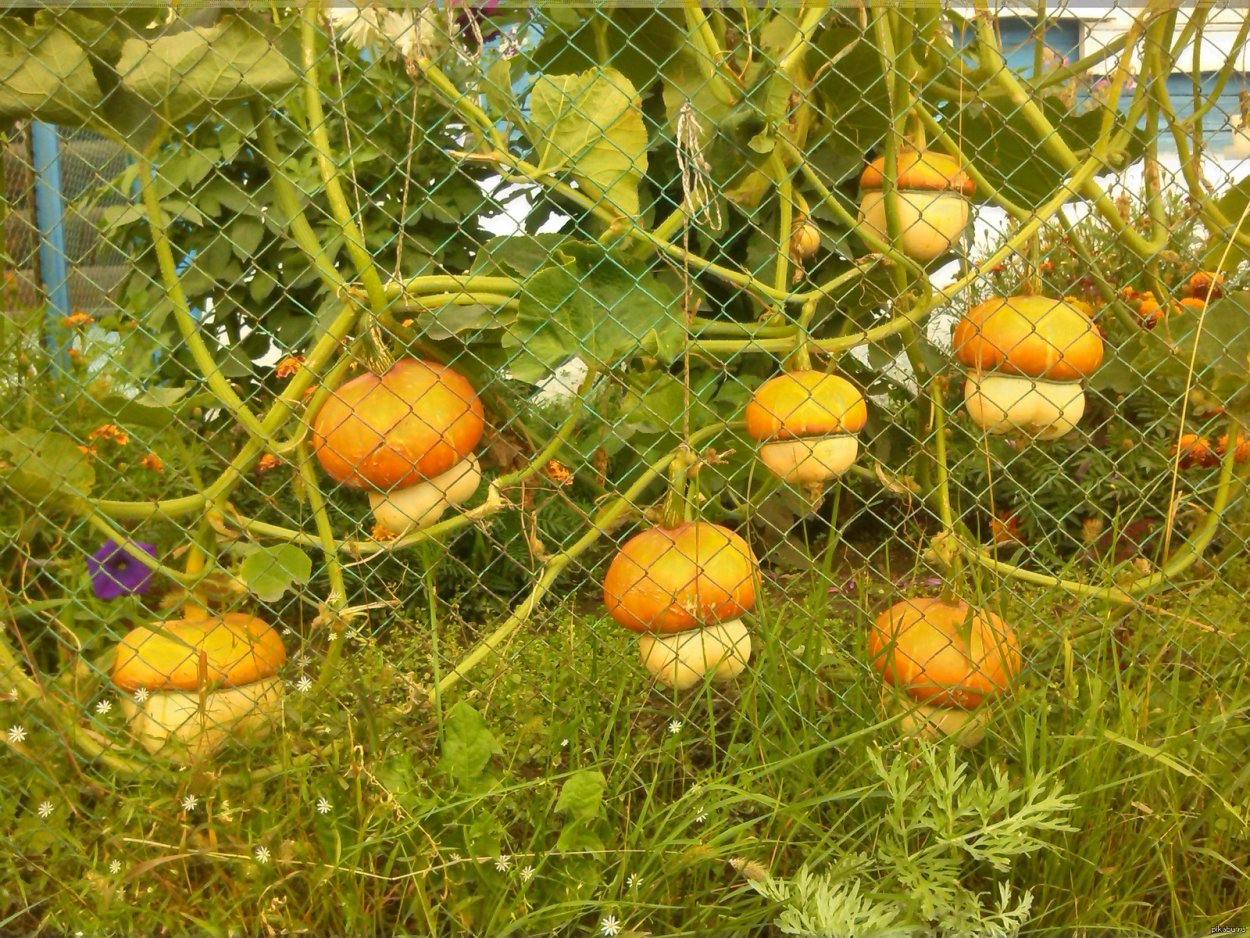 Тыква Крылья осени декоративная