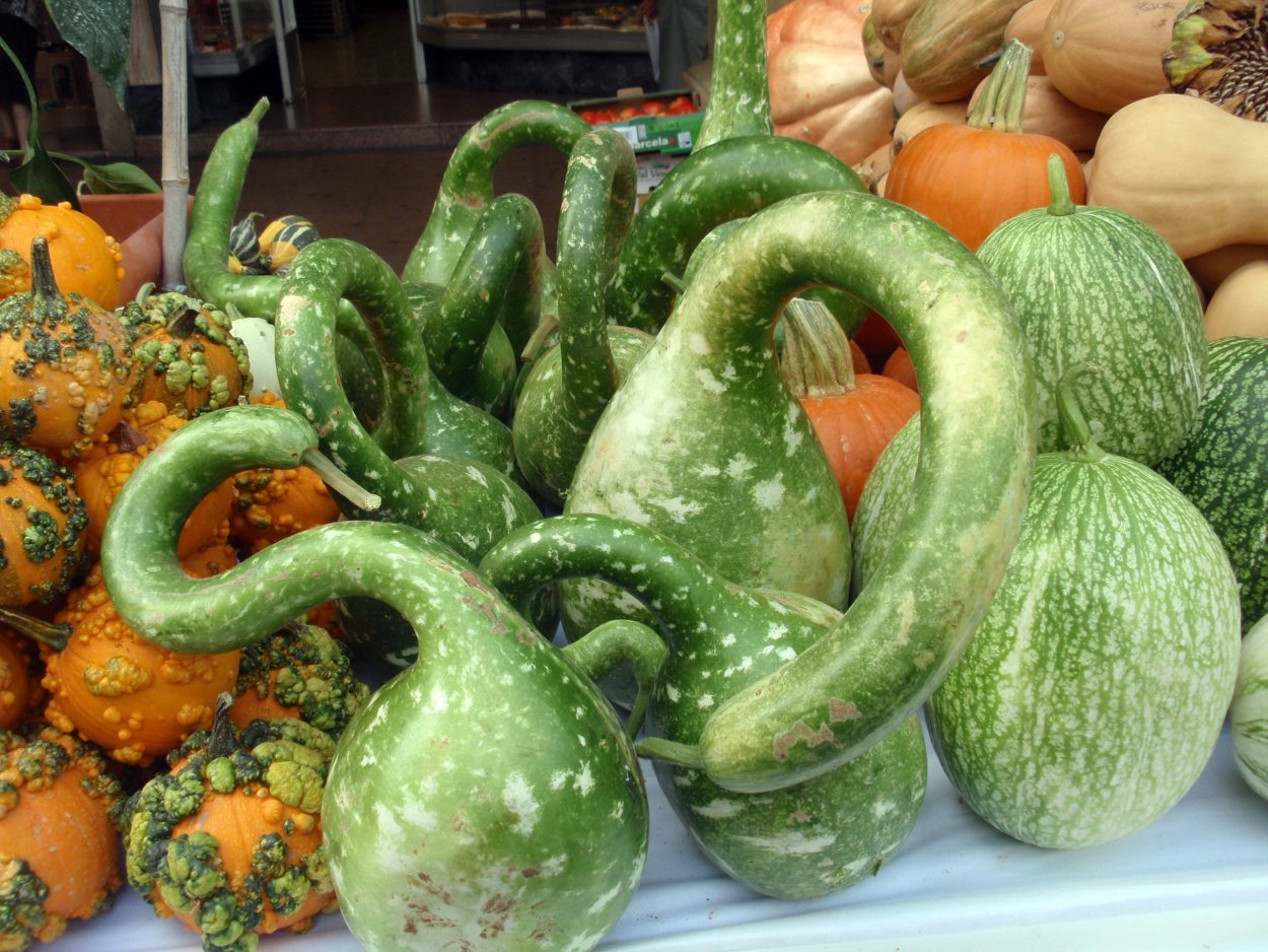 Декоративная тыква Вьюн