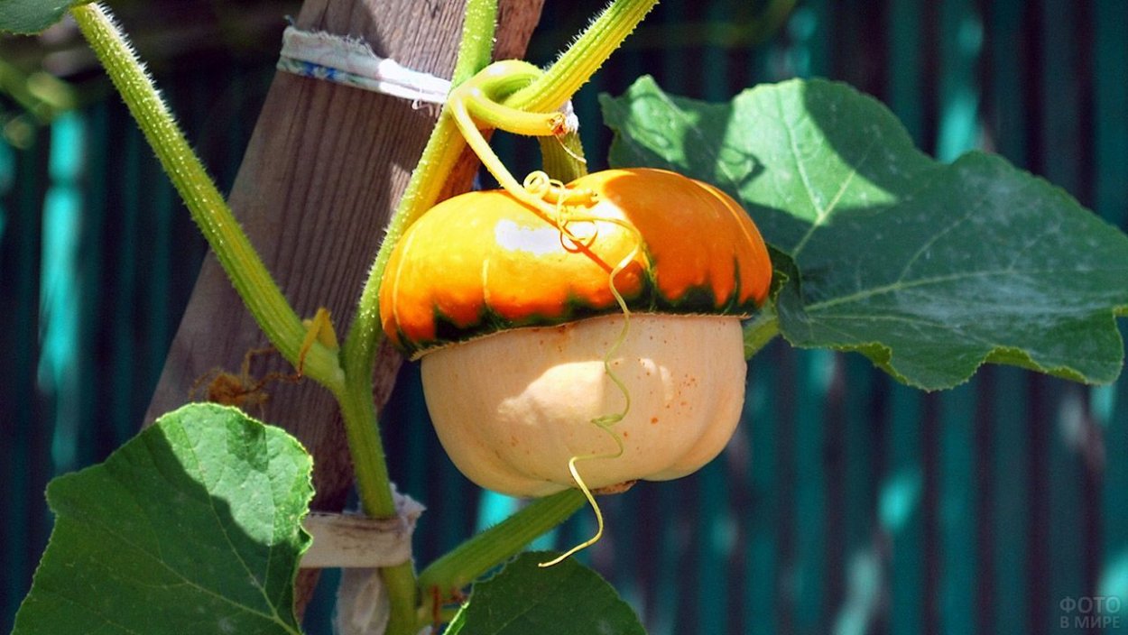 Тыква декоративная Шахрезада звезды