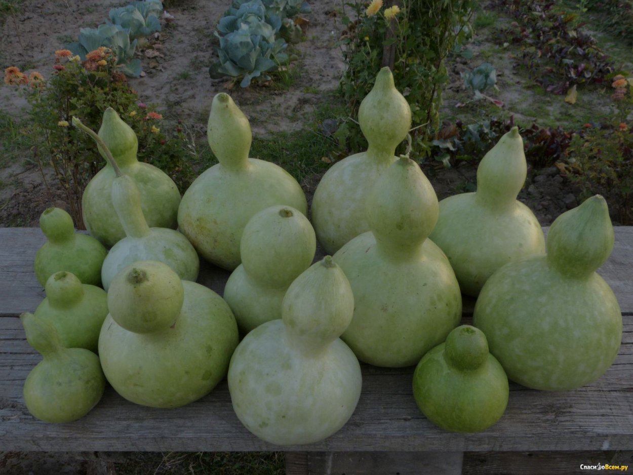 Тыква Кувшиновидная