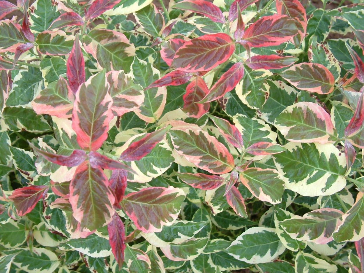 Кустарник с пестрыми листьями дерен