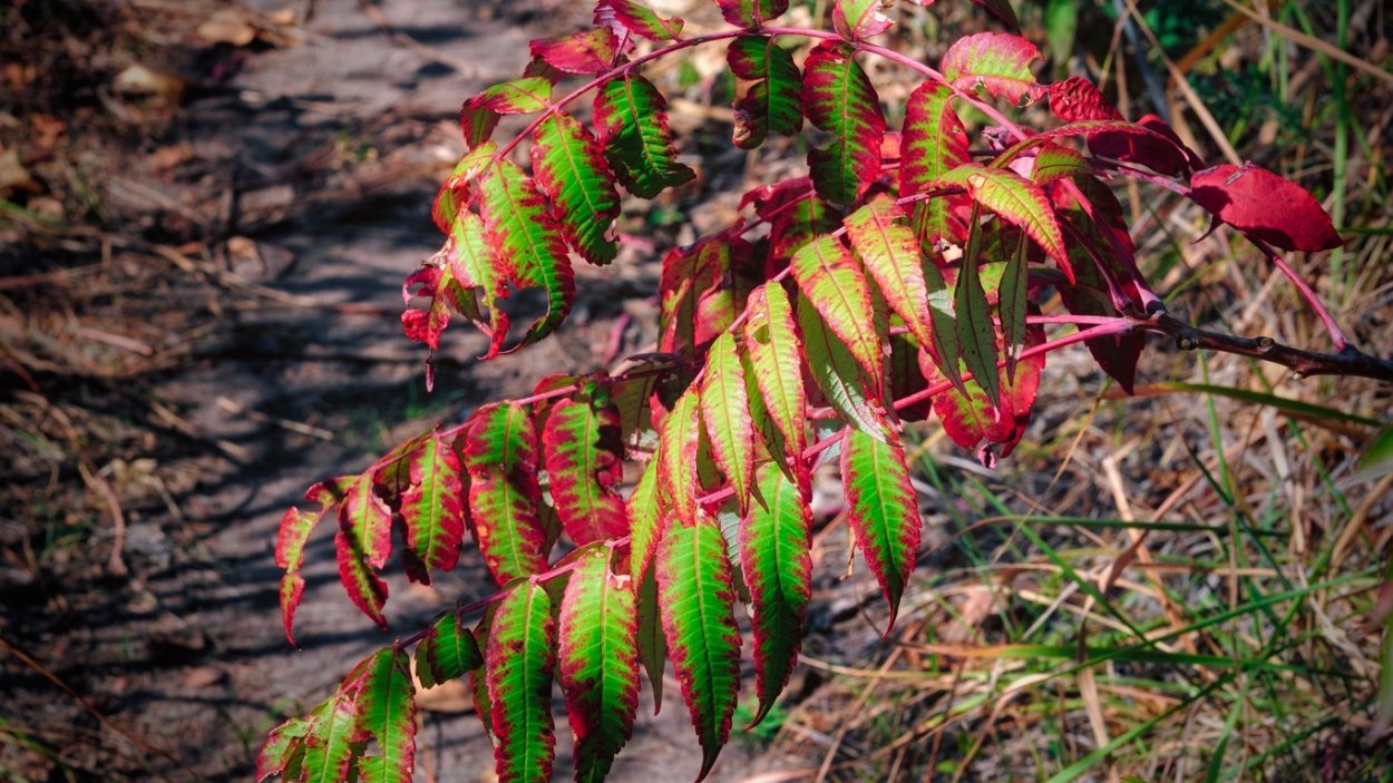 Дерево с цветными листьями