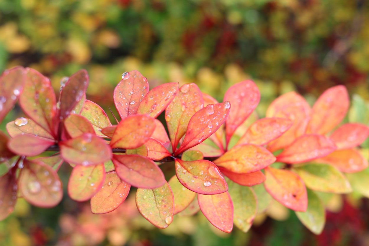 Барбарис Тунберга осенью