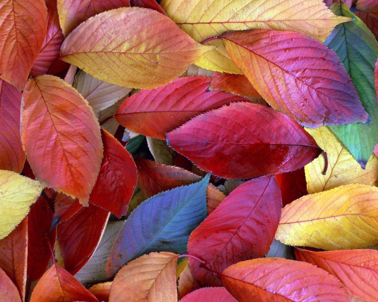 Разноцветные листья