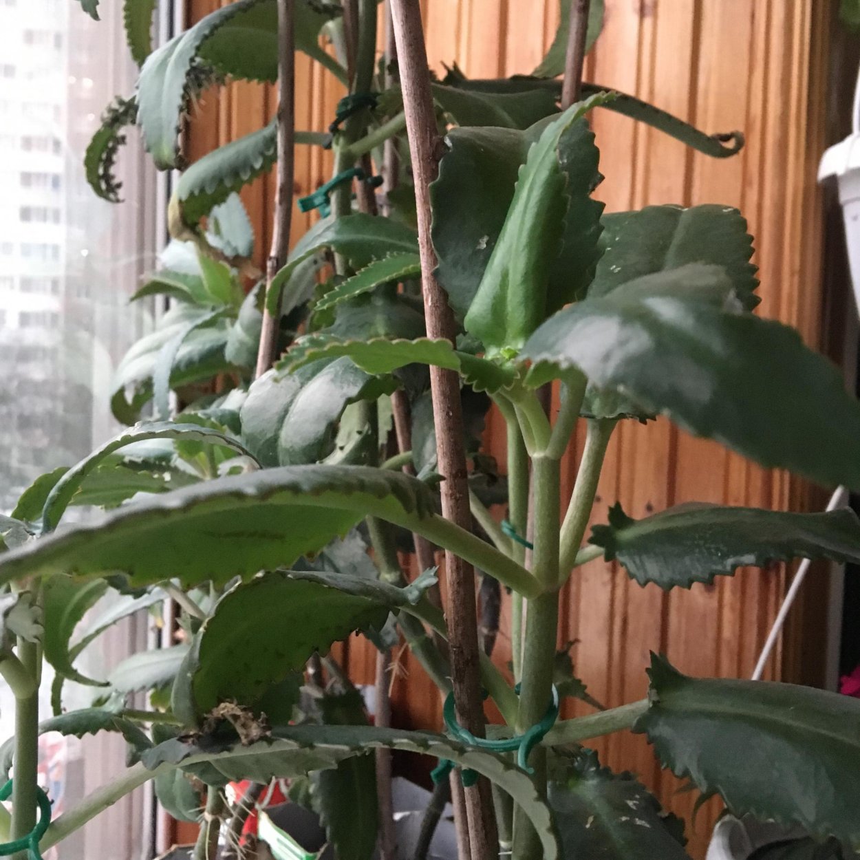 Лечебное каланхоэ чихунчик