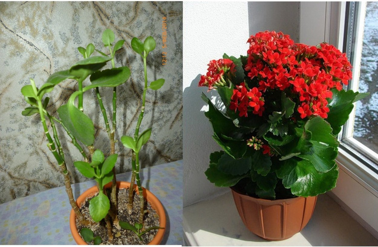 Каланхоэ пильчатолистное (Kalanchoe serratifolium)