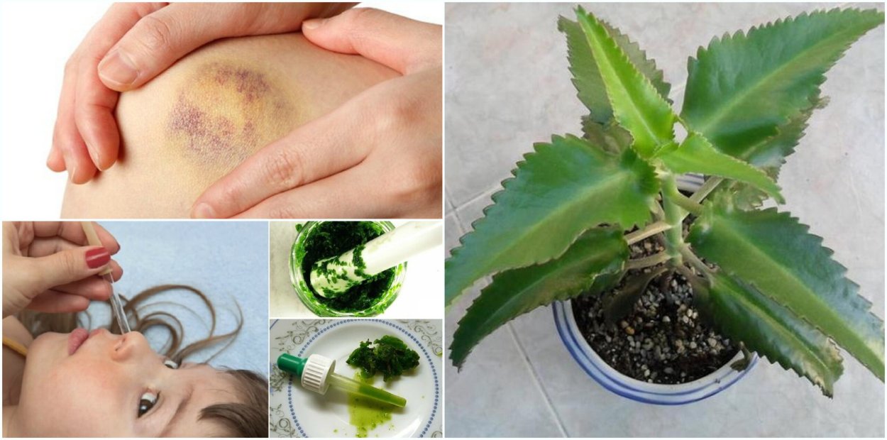 Бриофиллум Дегремона