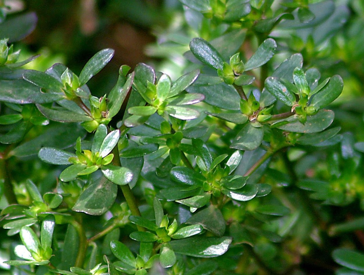 Дандур портулак