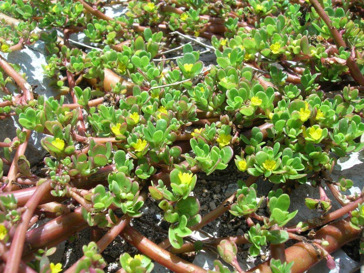 Дандур портулак огородный