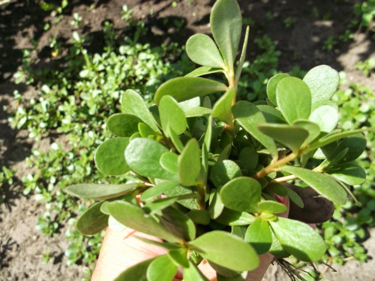 Портулак огородный цветени