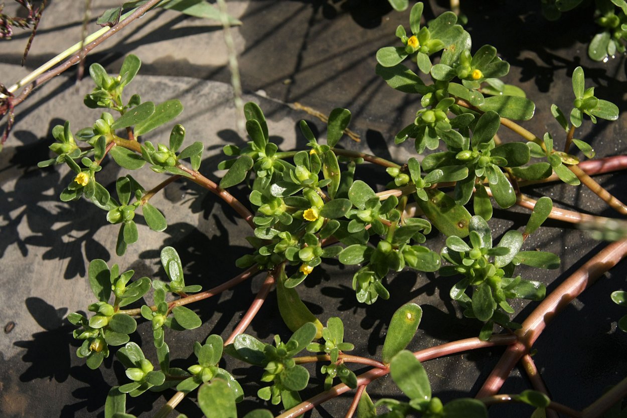 Сорняк портулак огородный