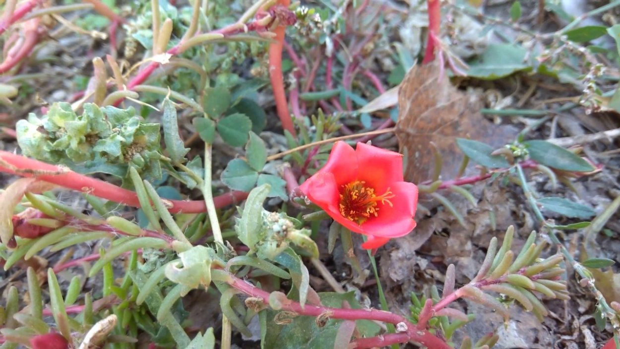 Портулак красный