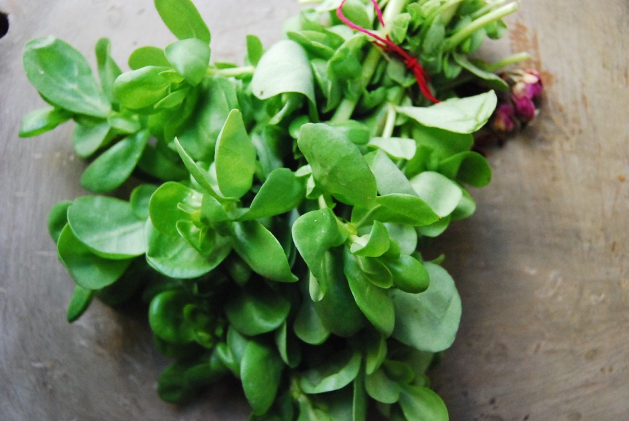 Портулак огородный (овощной)