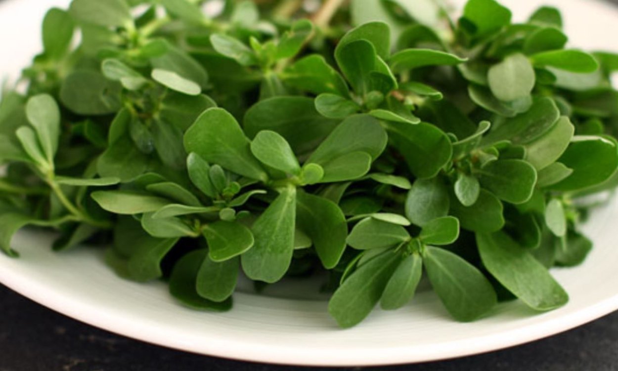 Портулак – Semizotu