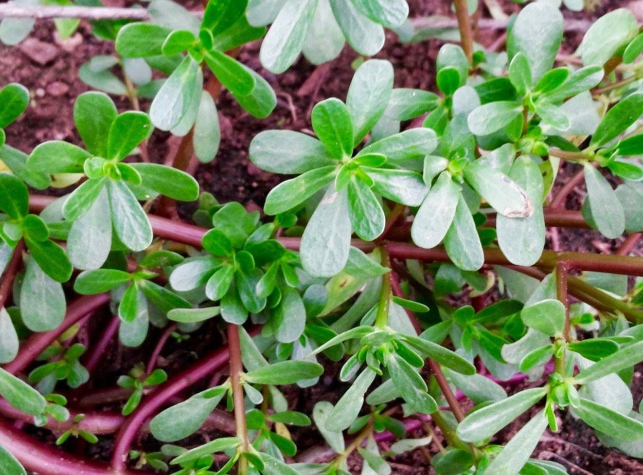 Дандур портулак