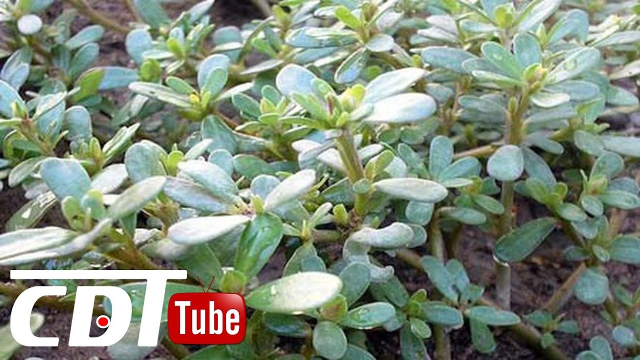 Портулак сорняк