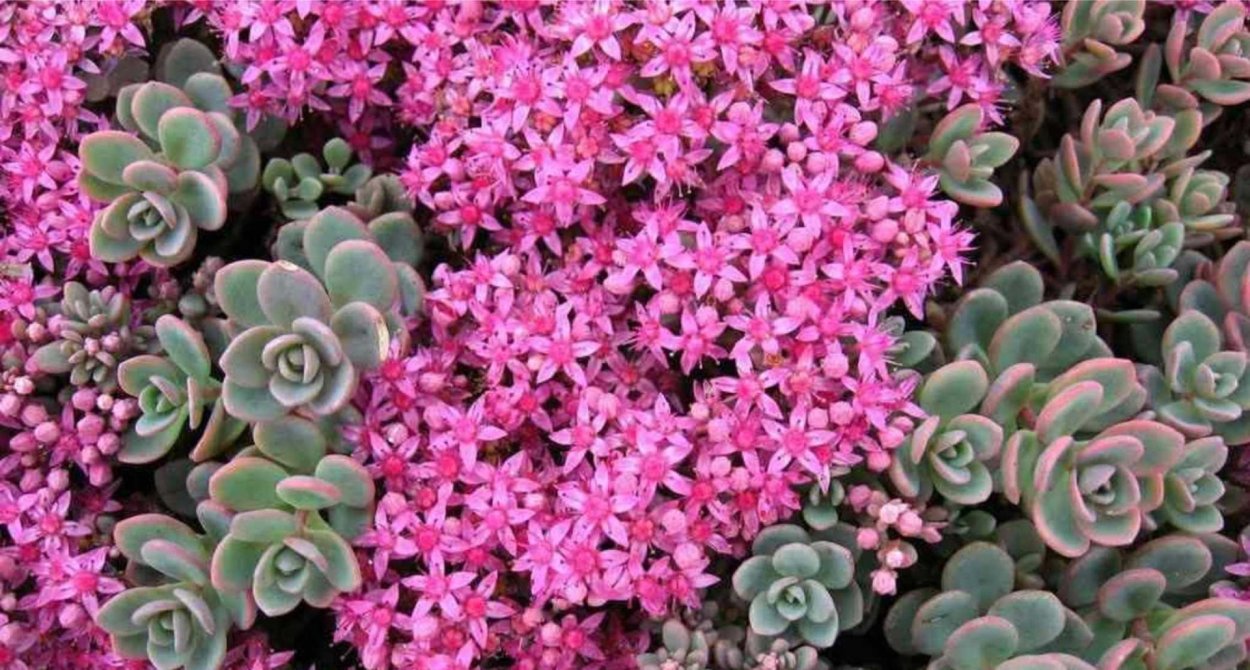 Очиток Эверса (Sedum ewersii)