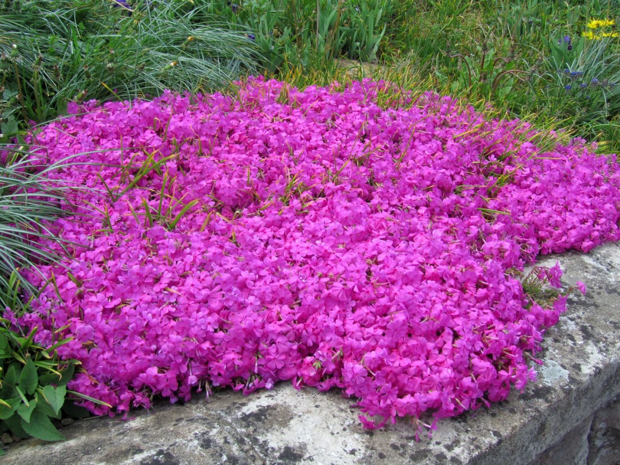 Флокс шиловидный малиновый