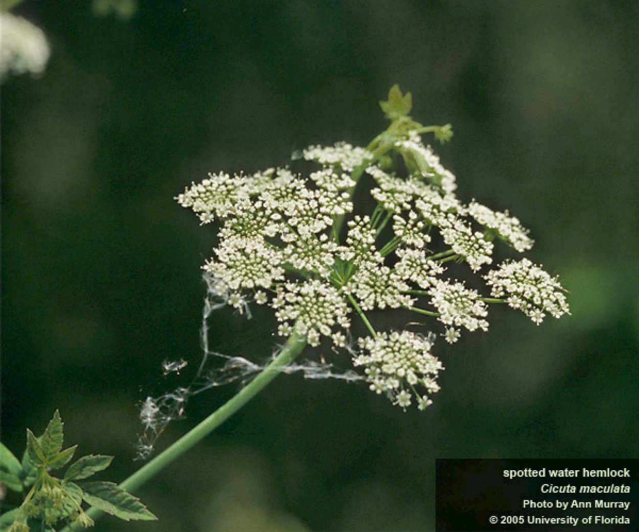 Вёх ядовитый (цикута)