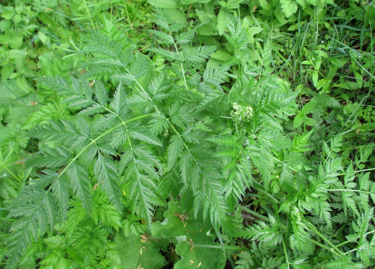 Сныть и вех