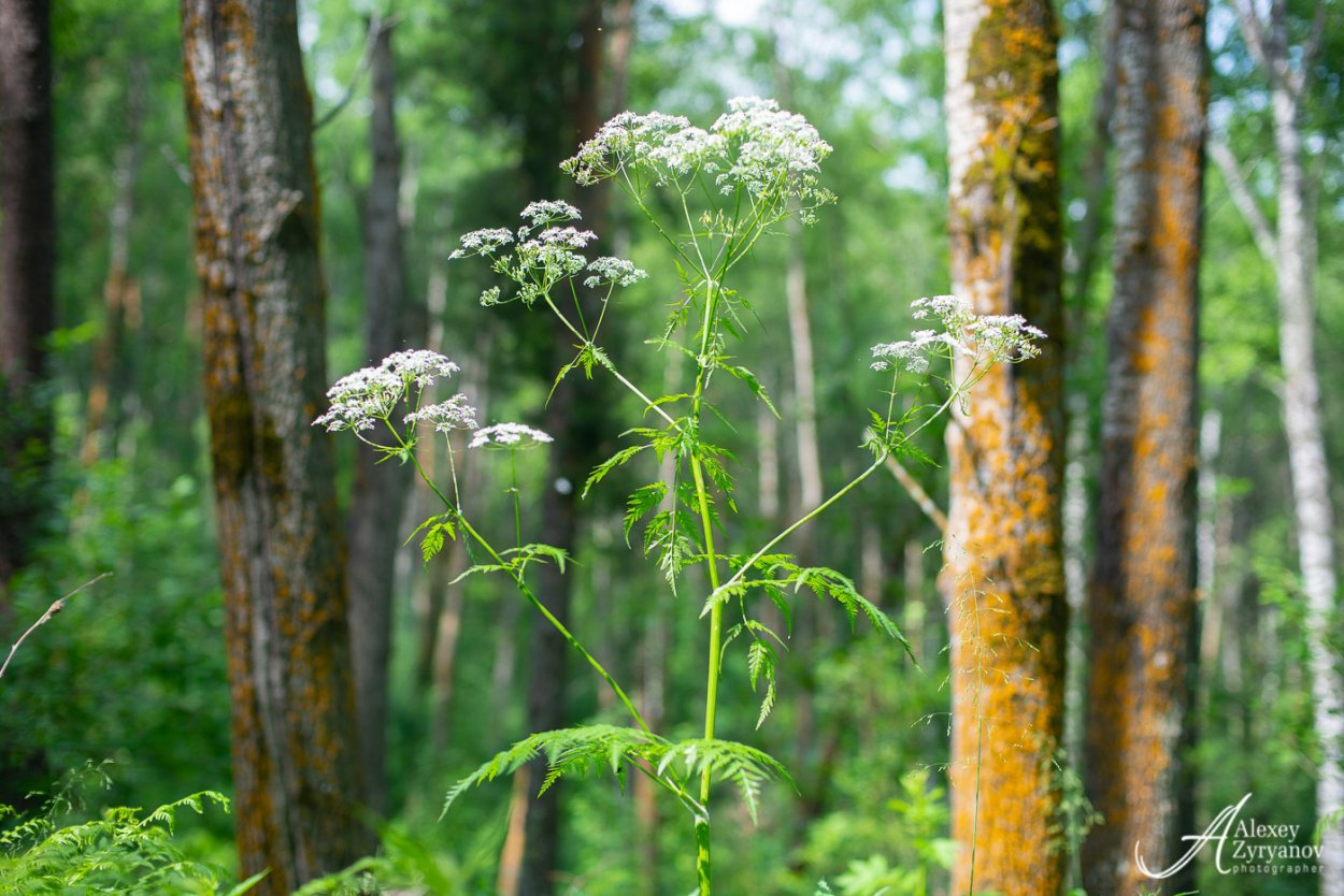 Купырь Лесной ядовитый
