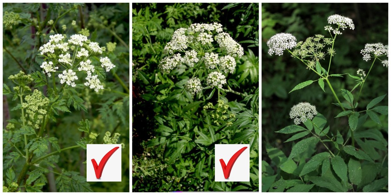 Дикая морковь, морковник