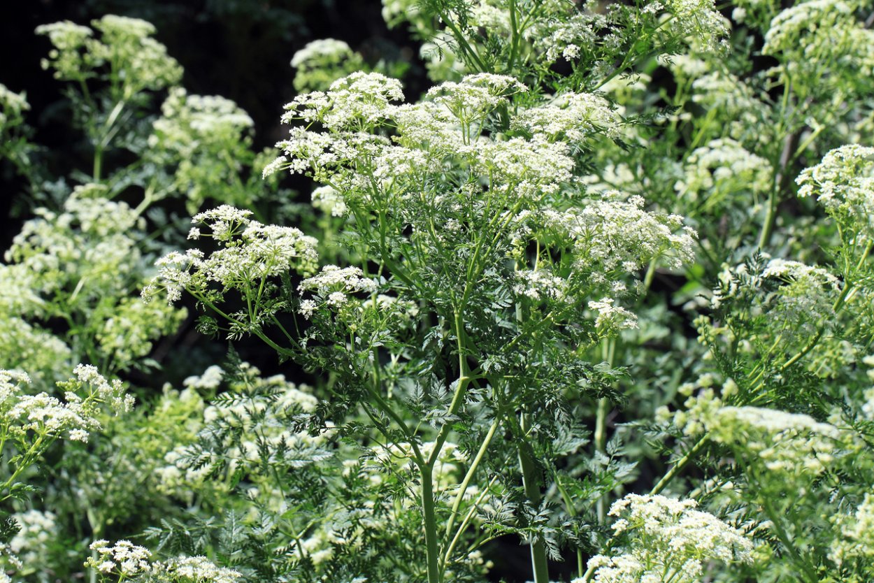 Морковь Цветущая дара