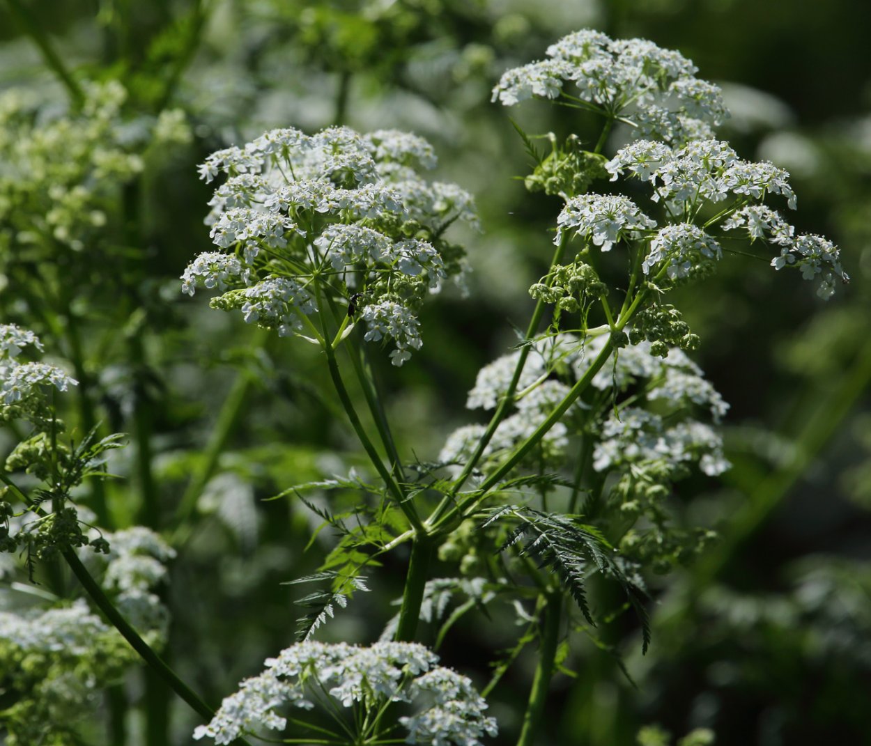 Морковник обыкновенный