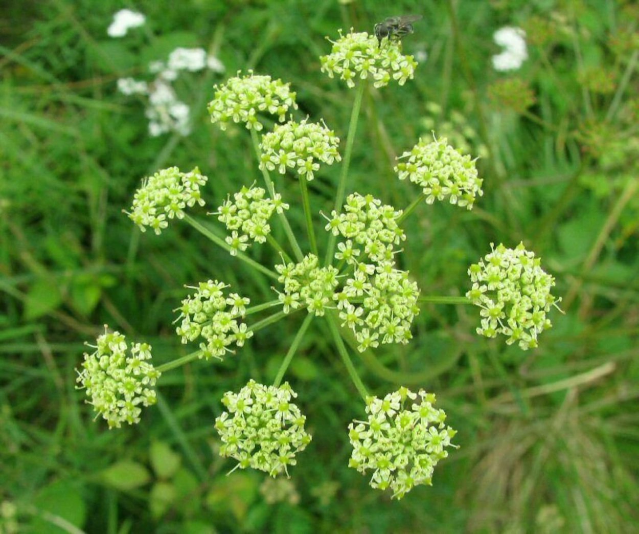 Conium maculatum болиголов пятнистый