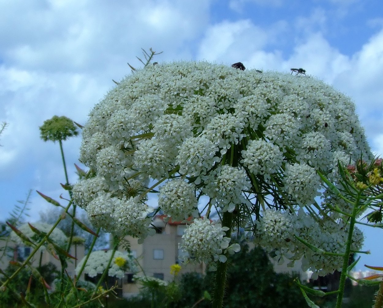 Болиголов пятнистый